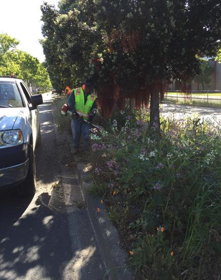 Weed abatement Cutting Ave median